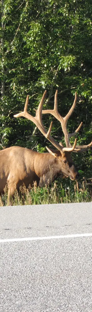 Bekanntschaft mit einem Hirsch